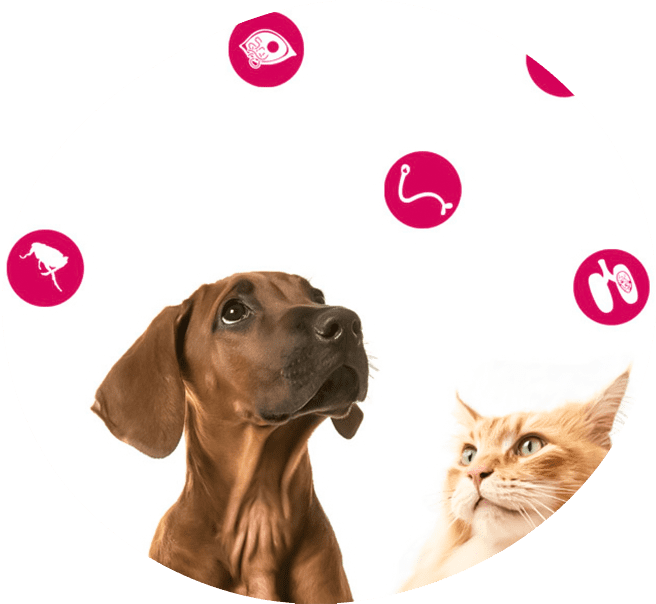 Desparasitación de mascotas, perros y gatos, en Veterinaria GamVetPets Fontibón