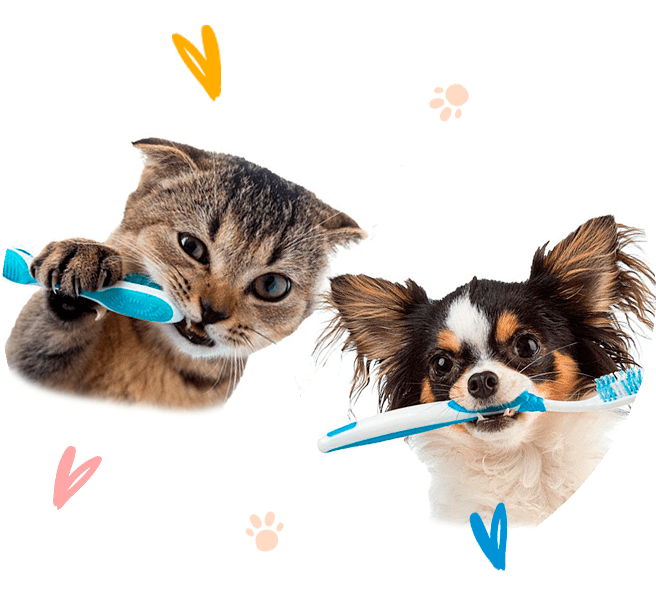 Profilaxis Dental de mascotas, perros y gatos, en Veterinaria GamVetPets Fontibón
